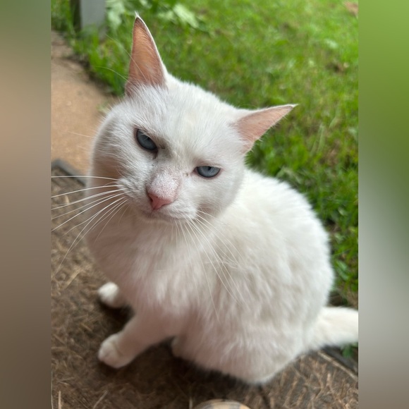 Meet your Posher, Paisyn - Picture 9 of 13